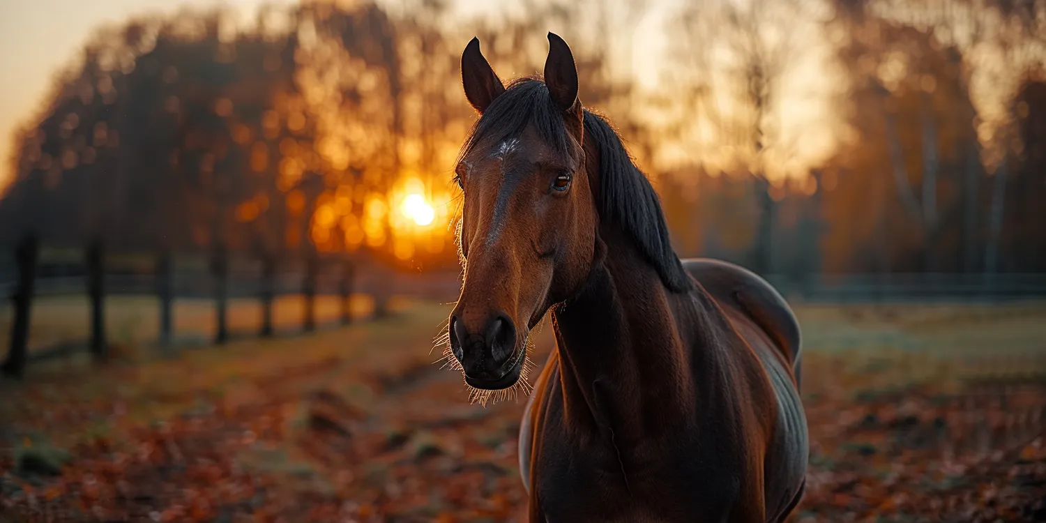 Ostatnia droga czyli godne pożegnanie pupila